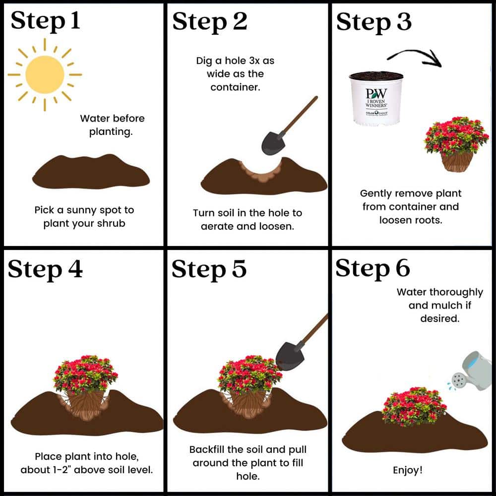 2 Gal. Perfecto Mundo Red Azalea Shrub with Red Flowers - Hercitys