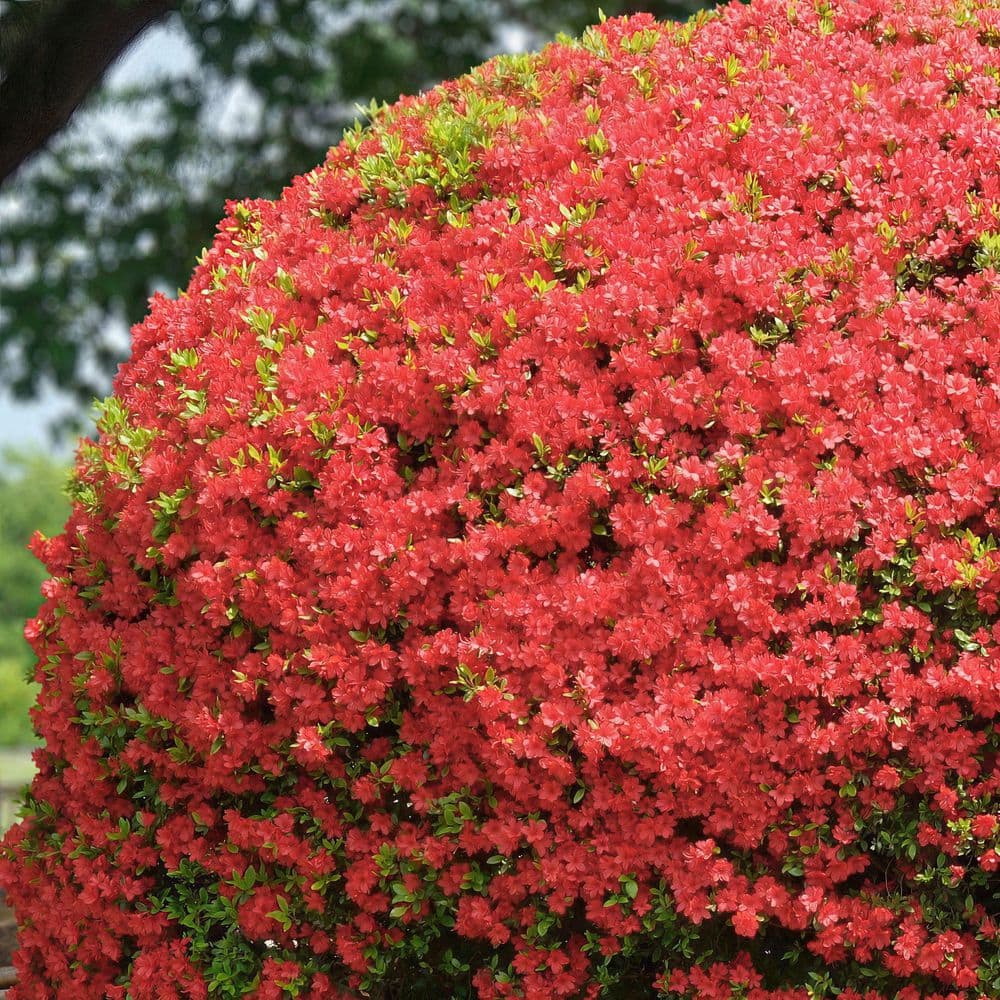 2.5 Quart Azalea ‘Fashion’ Flowering Shrub with Pink Flowers - Hercitys