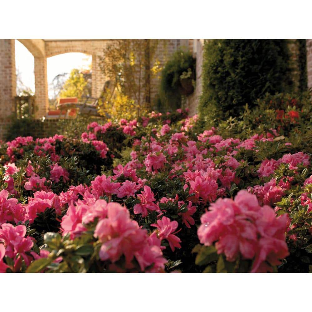 3 Gal. Autumn Carnation Reblooming Azalea Shrub with Pink Flowers - Hercitys