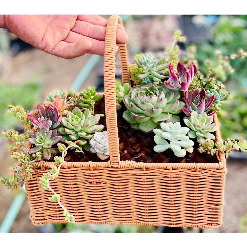11 in. x 7 in. Large Wicker Soilless Succulent Plant Flower Basket, Lightweight Beautiful Collection of Succulents - Hercitys