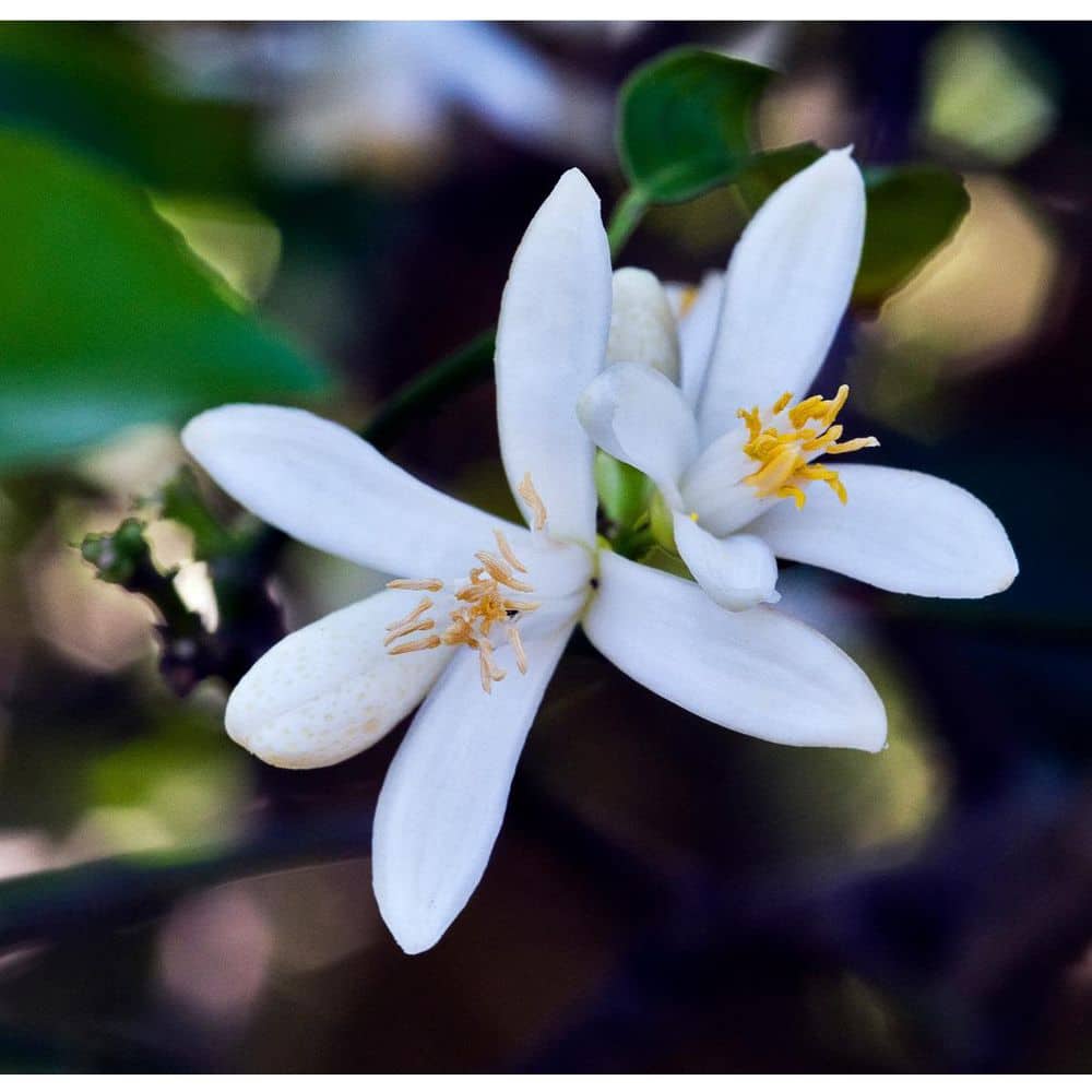 3 Container Bearss Lime Evergreen Tree - Hercitys