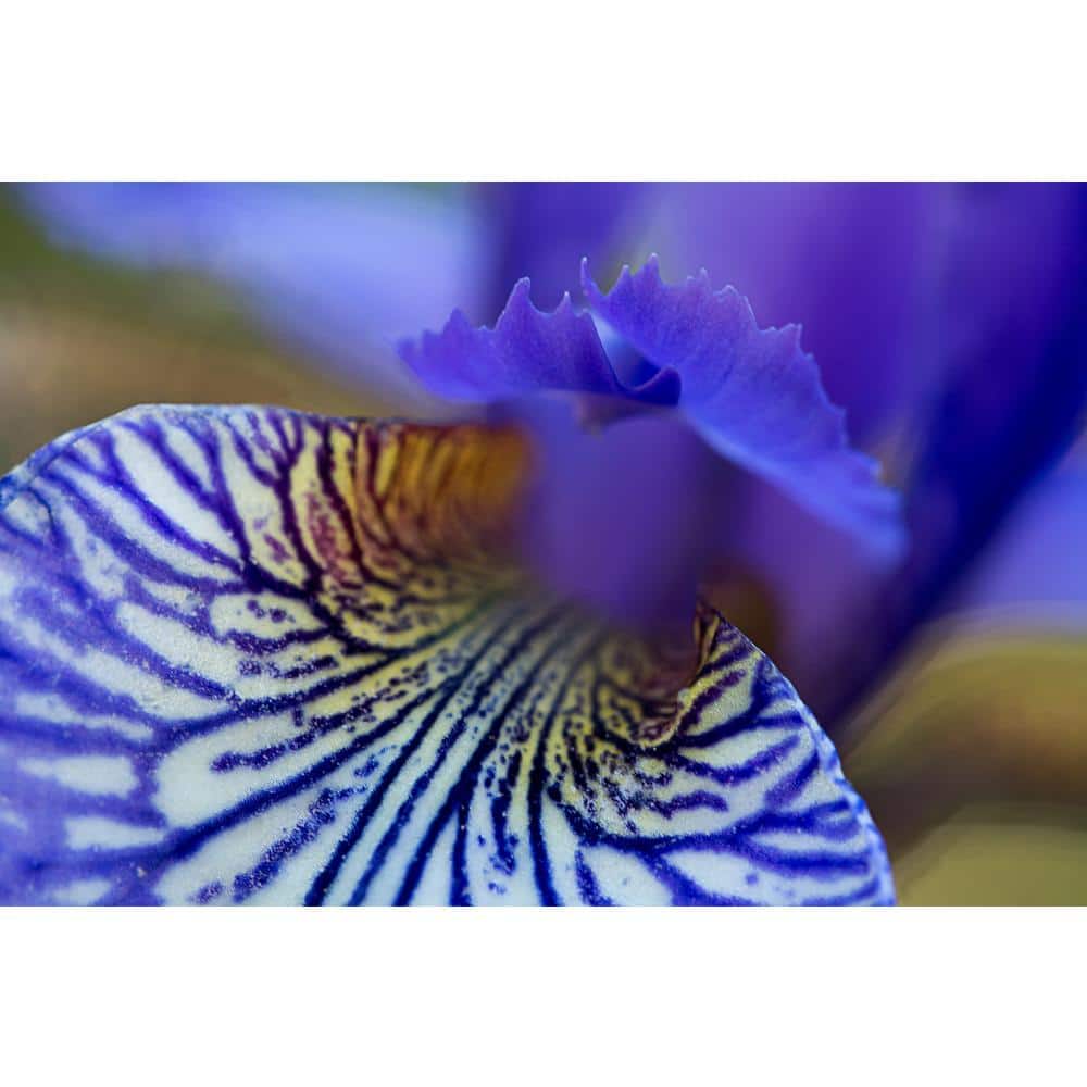 3 Gal. Caesar’s Brother Siberian Iris (Iris sibirica) Live Shrub with Deep Violet Flowers - Hercitys