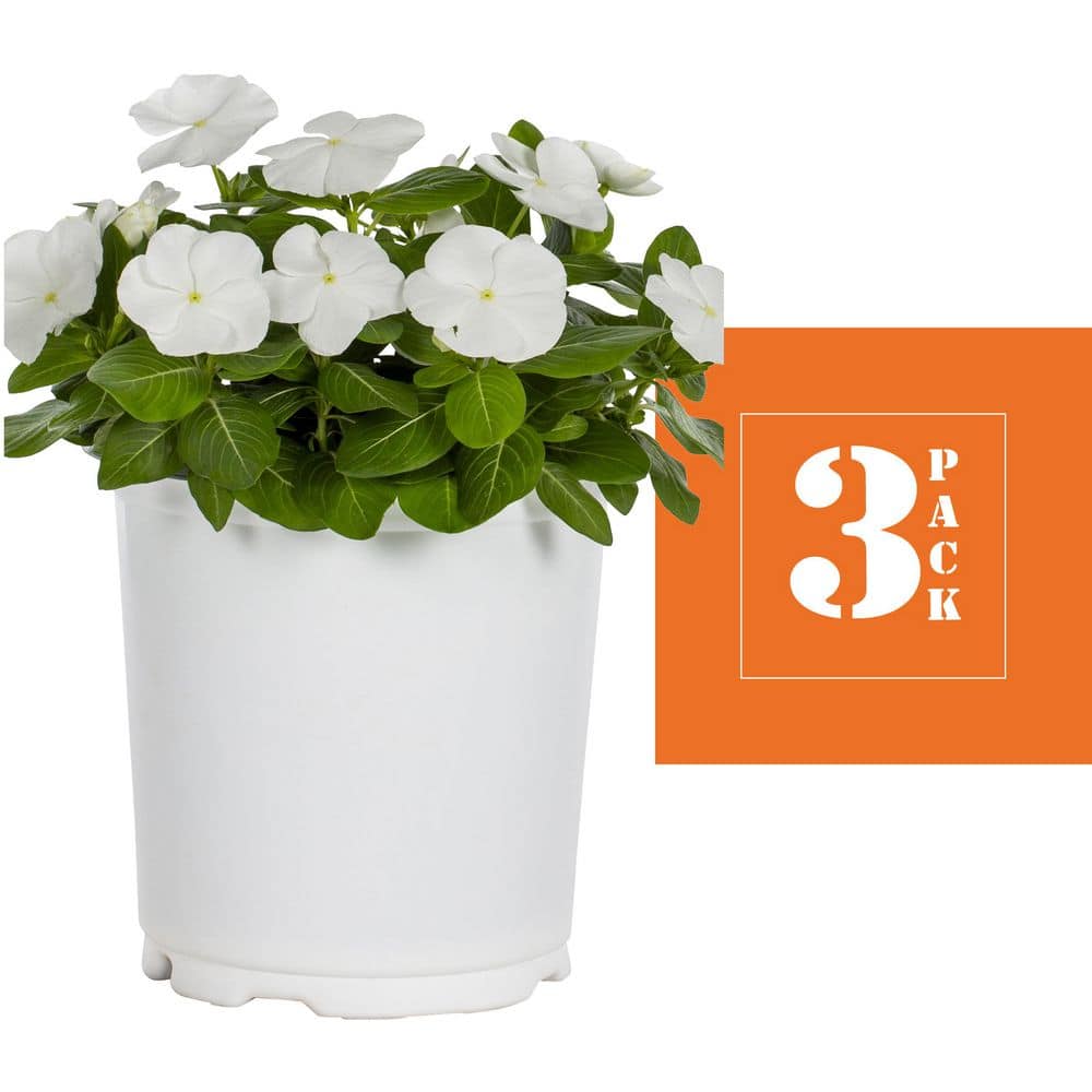2 qt. Vinca White Annual Plant (3-Pack) - Hercitys