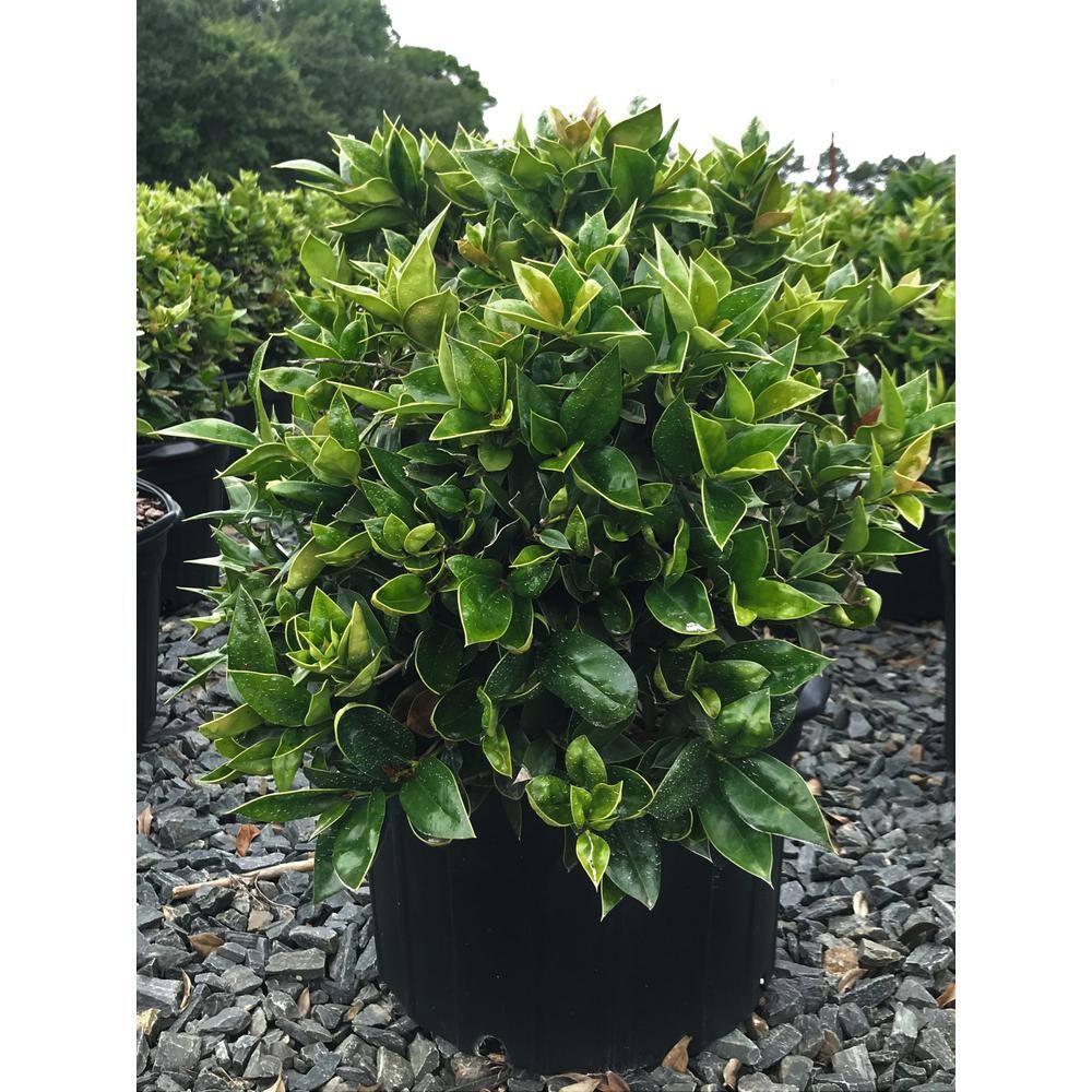 2.25 Gal. Carissa Holly Plant - Hercitys