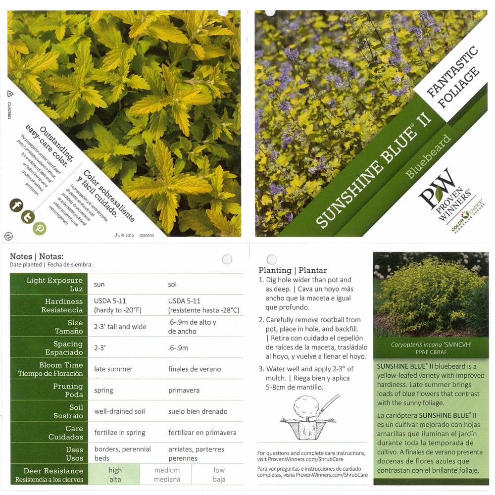 4.5 in. qt. Sunshine Blue II Bluebeard (Caryopteris) Live Shrub, Blue Flowers and Bright Yellow Foliage - Hercitys