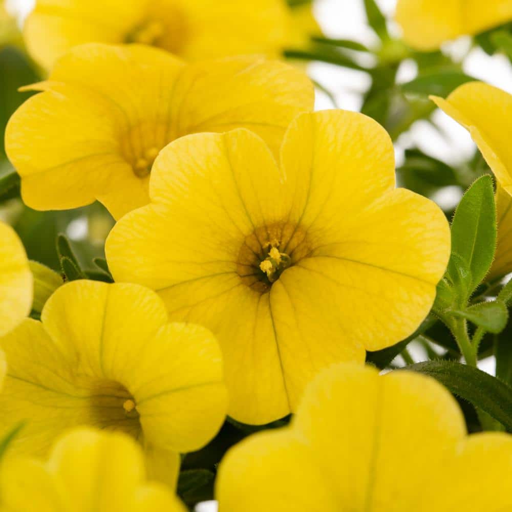 2.5 Qt. Proven Winners Calibrachoa Superbells Yellow Annual Plant (3-Pack) - Hercitys