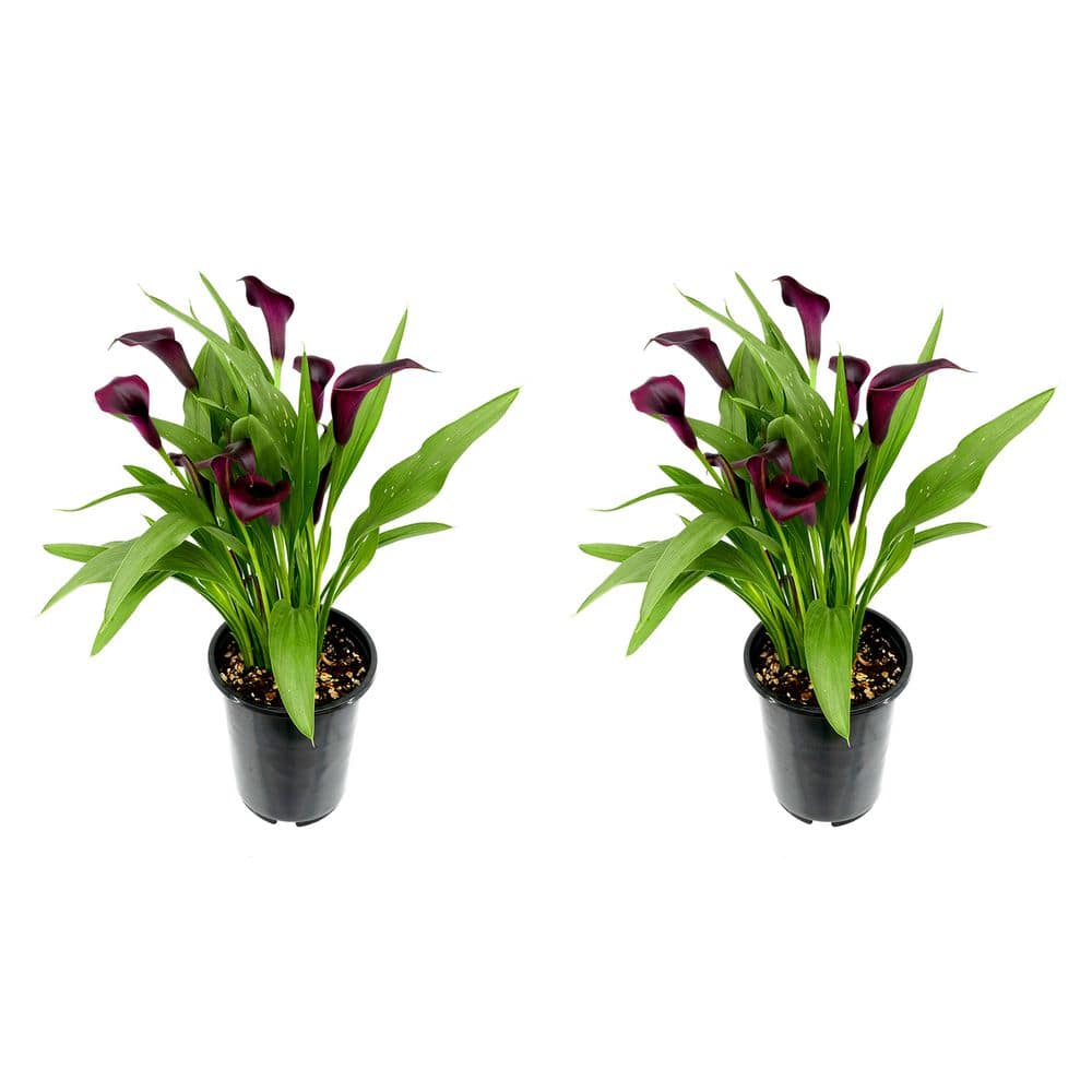 2.5 Qt. Perennial Calla Lily Black (2-Pack) - Hercitys