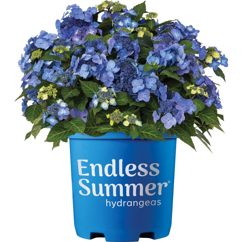 3 Gal. Pop Star Reblooming Hydrangea Flowering Shrub with Electric Blue or Pink Lacecap Flowers - Hercitys