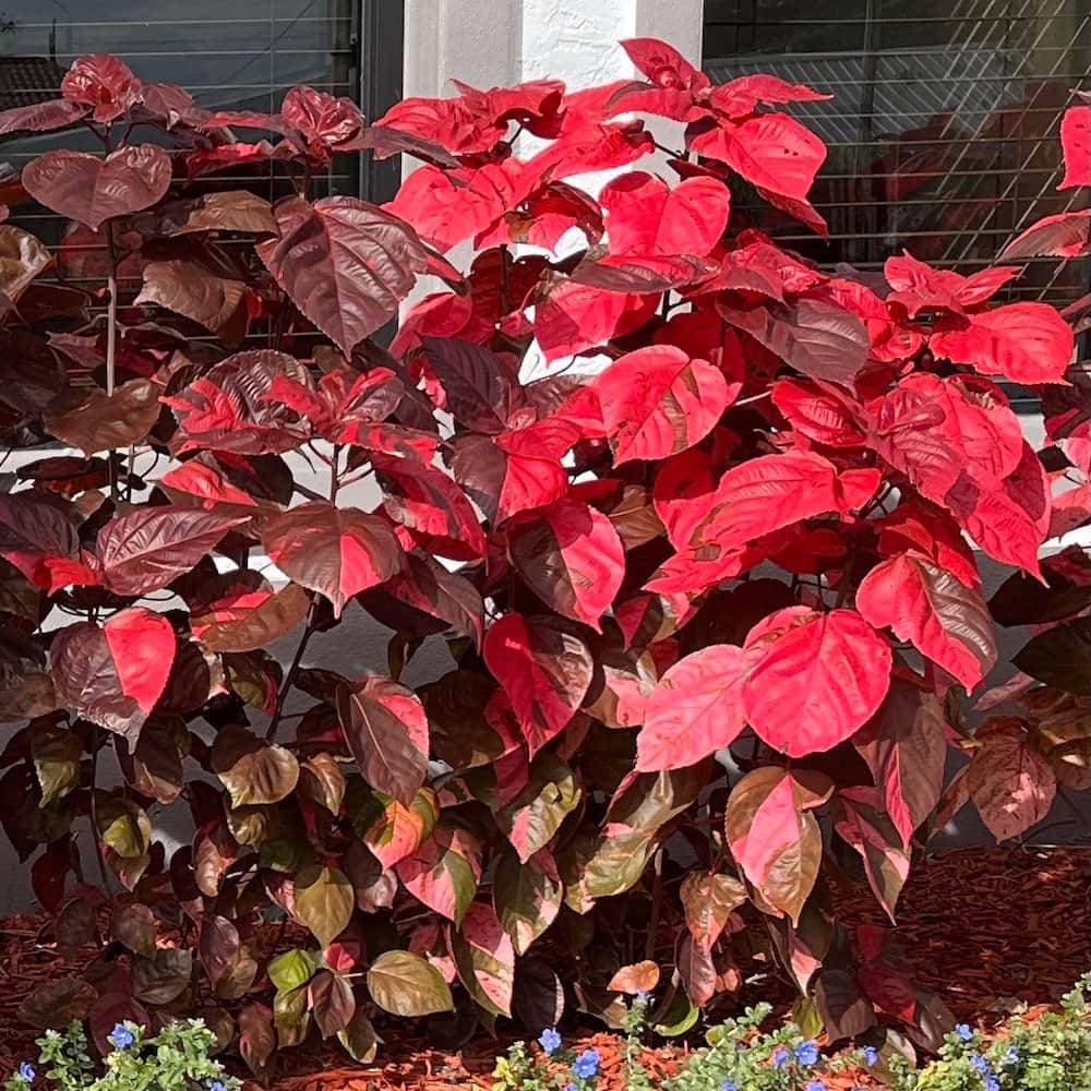 3 Gal. Red Copper Plant Non Flowering Shrub - Hercitys