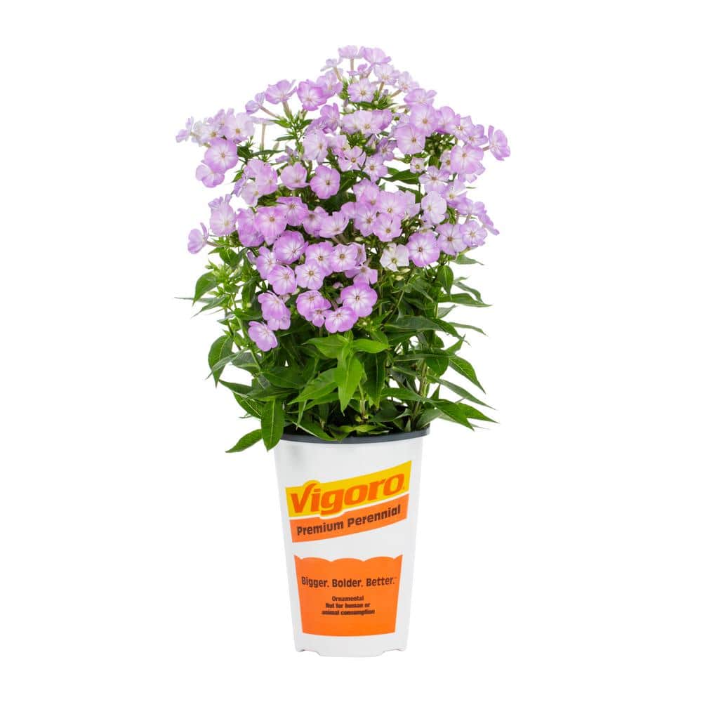 2 Qt. Phlox Paniculata ‘Flame Pro Purple’ Purple Perennial Plant (3-Pack) - Hercitys