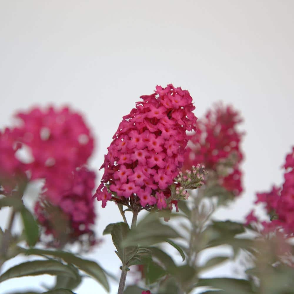 1.5 Gal. Lil’ Raspberry Butterfly Bush (Buddleia) Live Shrub Plant, Magenta Pink Flowers - Hercitys