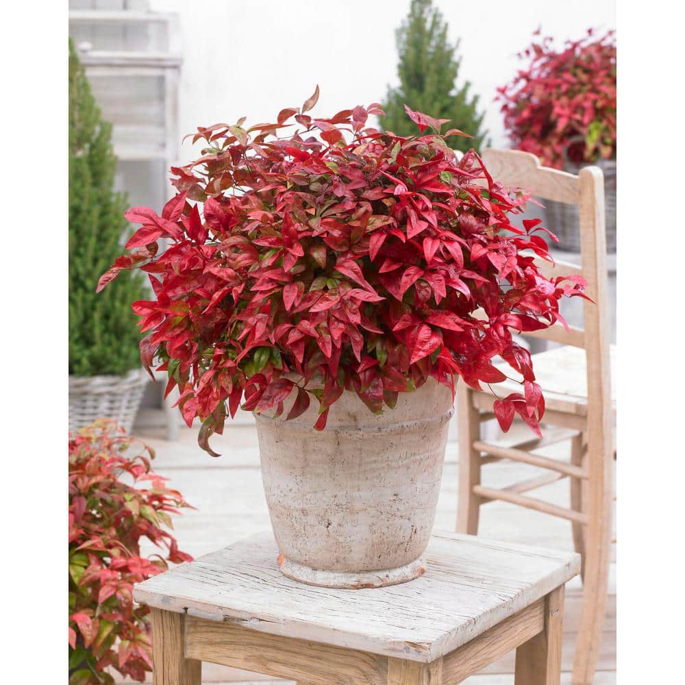 2.5 Qt. Blush Pink Nandina, Live Evergreen Shrub, Pink to Red Blushing Foliage - Hercitys