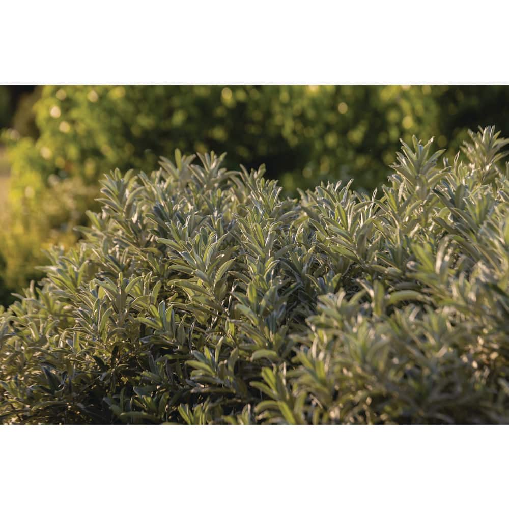 2.0 Gal. Iceberg Alley Sageleaf Willow Shrub with Silver and Red Flowers 1-Each - Hercitys