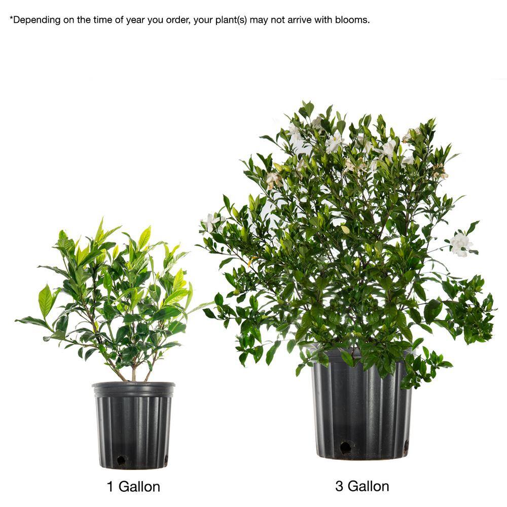 3 Gal. Flowering Fragrant August Beauty Gardenia Shrub (2-Pack) - Hercitys