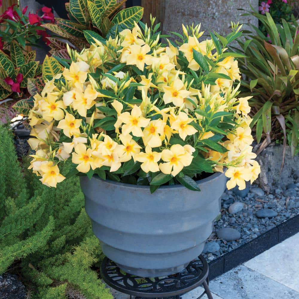 1 gal. Mandevilla Sun Parasol Sunbeam Annual Plant with Yellow Flowers - Hercitys