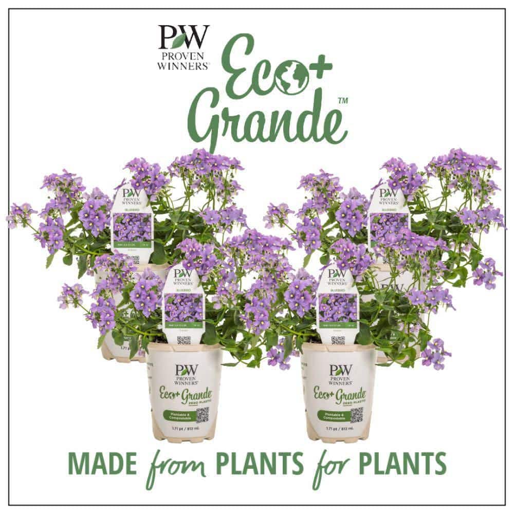 4.25 in. Eco+ Grande Bluebird Nemesia (Nemesia Fruticans) Live Annual Plant with Purple Flowers 4-Pack - Hercitys