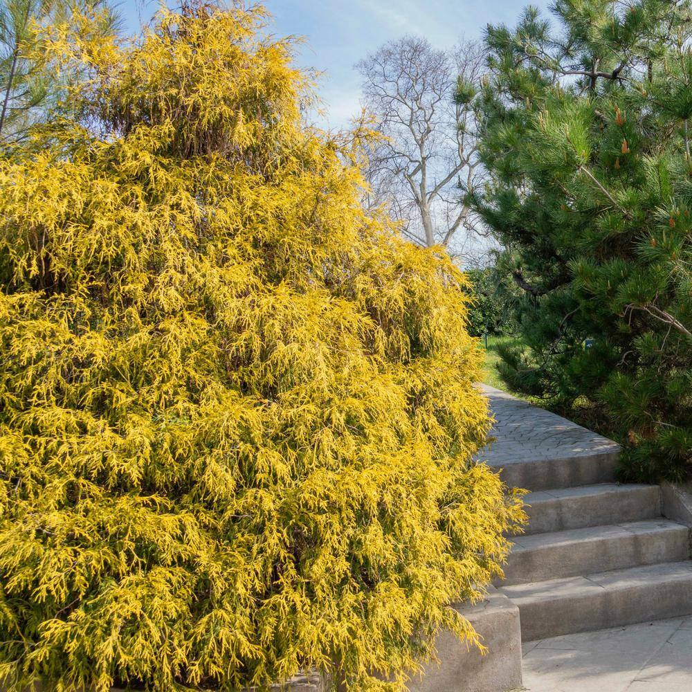 3 gal. Gold Mop Cypress Shrub - Hercitys