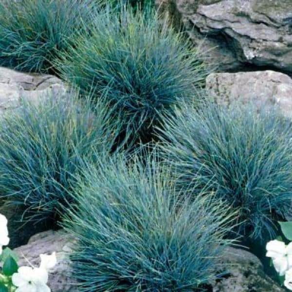 1.0 qt. Blue Grass Festuca Boulder Perennial (2-Pack) - Hercitys