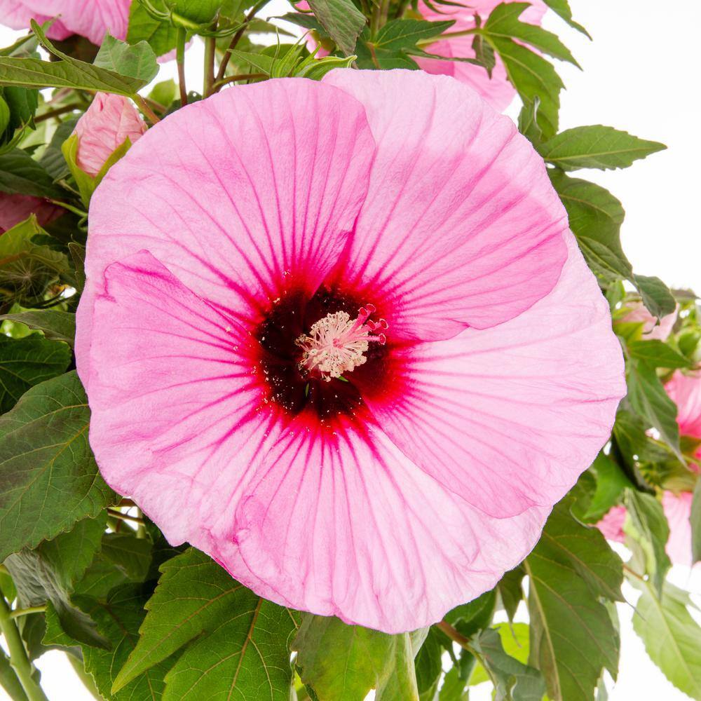 2 Gal. Proven Winners Hibiscus Summerific Edge of Night Perennial Plant (1-Pack) - Hercitys