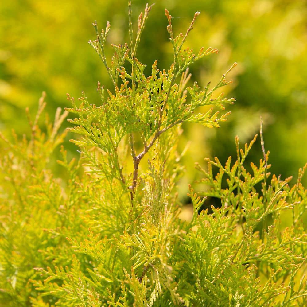 2 Gal. Lemon Burst Arborvitae Evergreen Shrub with Golden Foliage - Hercitys