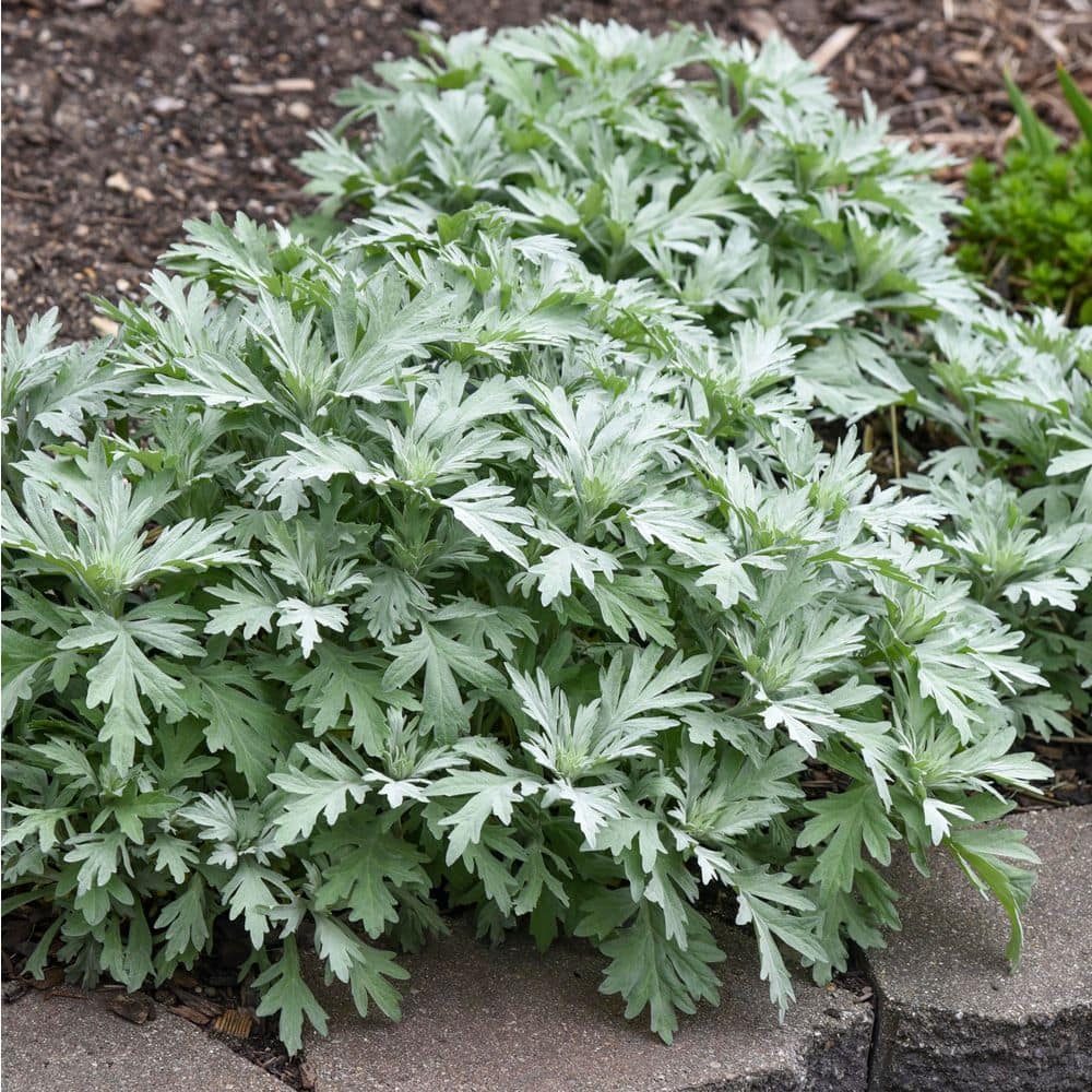 0.65 Gal. Silver Lining White Sagebrush Live Perennial Plant, Yellow Flowers (1-Pack) - Hercitys