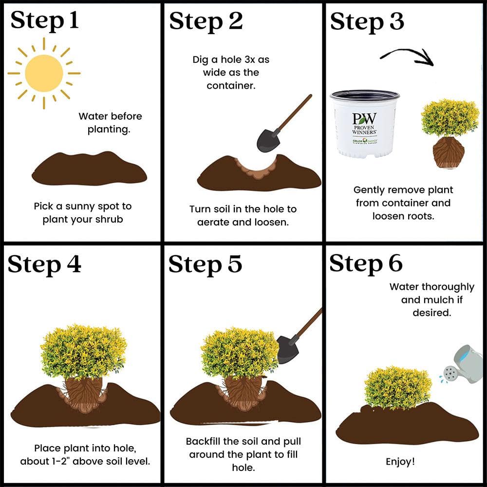 2 Gal. Glow Pop Holly Shrub - Hercitys