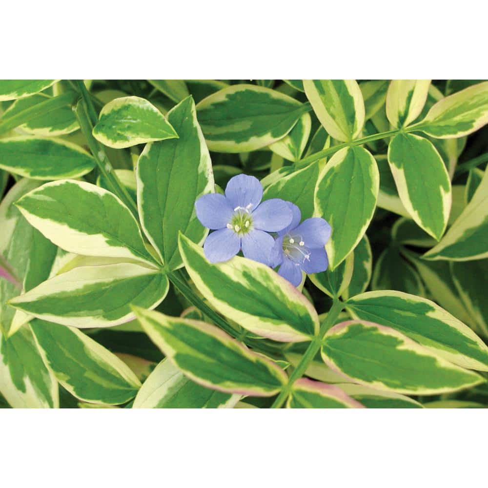 1 Gal. Pot, Touch of Class Jacob’s Ladder Potted Perennial Plant (1-Pack) - Hercitys