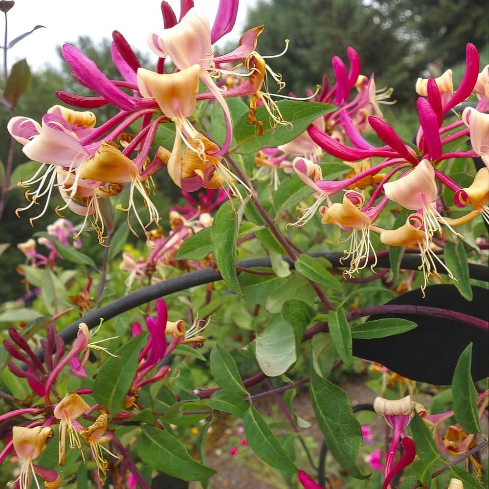 4 in. Honeysuckle Peaches and Cream Plant (3-Pack) - Hercitys