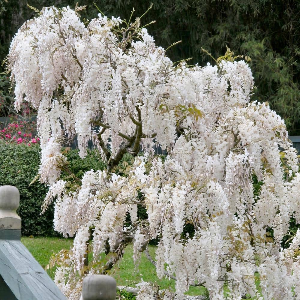 2.5 Qt. Wisteria White Flowering Shrub with White Flowers - Hercitys