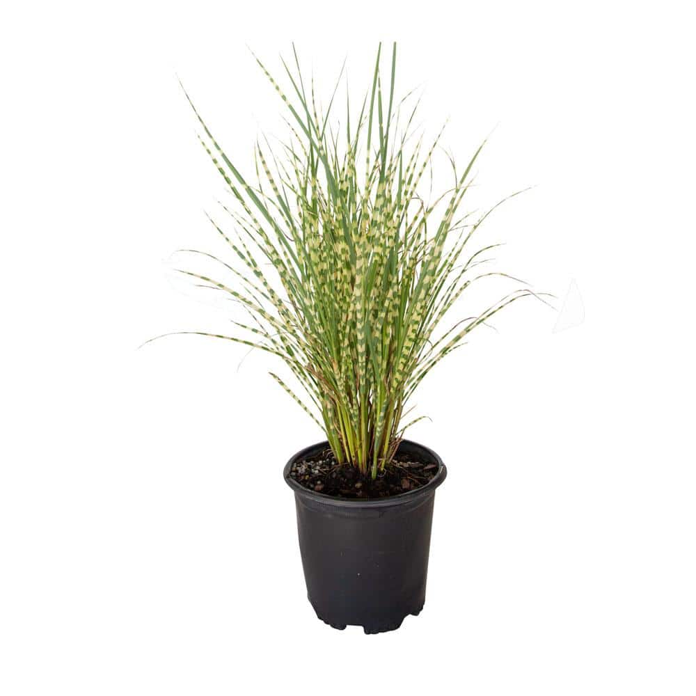 2.5 Qt. Gold Breeze(Miscanthus), Live Plant, Green and Golden-Yellow Variegated Foliage - Hercitys