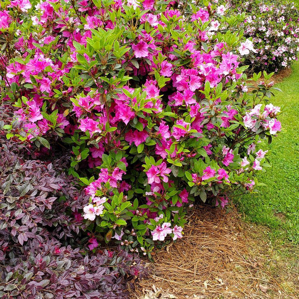 2 Gal. Autumn Twist Shrub with Purple and White Reblooming Flowers - Hercitys
