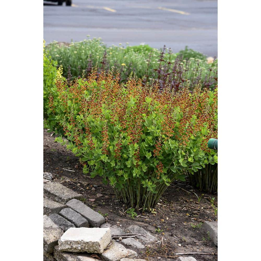 3 Gal. Cherries Jubilee Baptisia Live Perennial Plant (1-Pack) - Hercitys