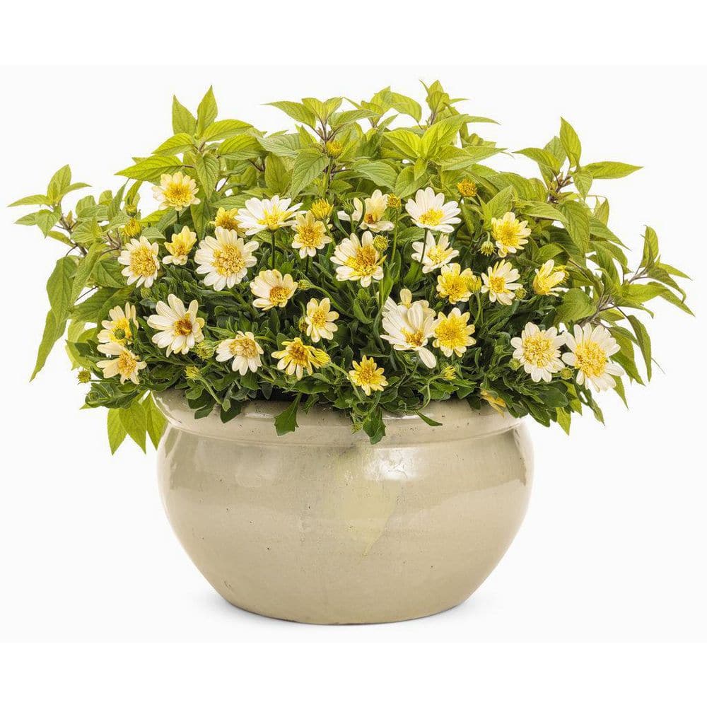 4.25 in. Eco+Grande Bright Lights Double Moonglow African Daisy (Osteospermum) Live Plant, Yellow Flowers (4-Pack) - Hercitys