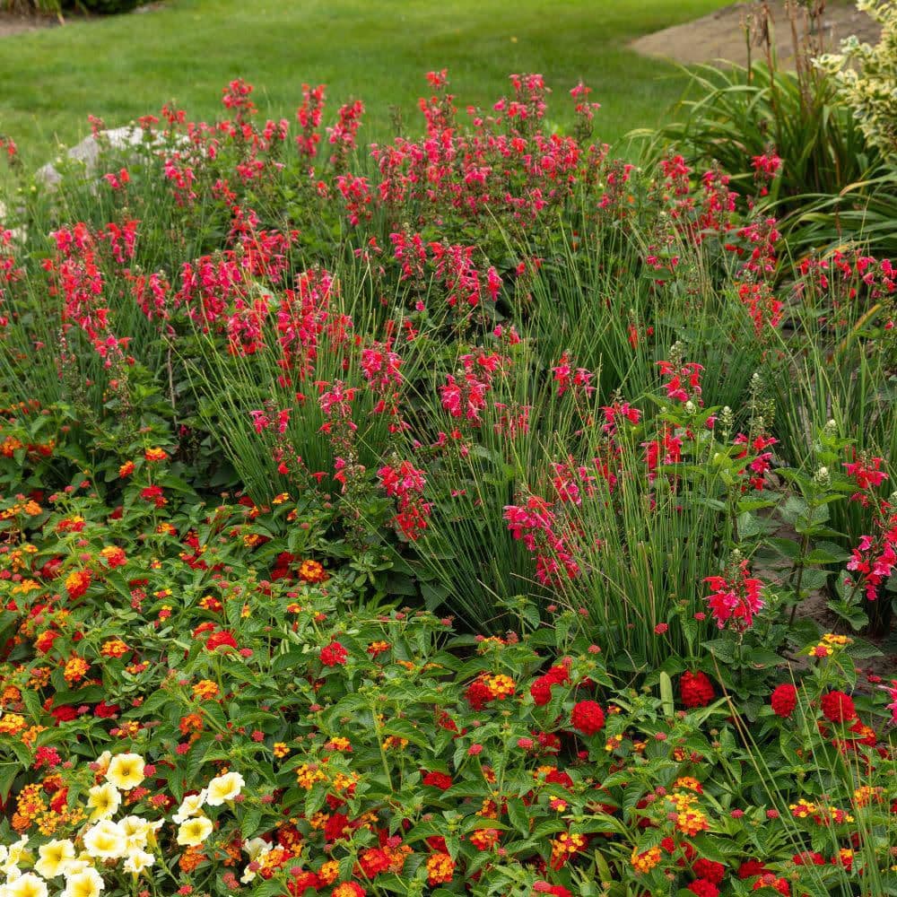 4.25 in. Eco+ Grande Unplugged Red Scarlet Sage (Salvia Coccinea) Live Annual Plant with Red Flowers 4-Pack - Hercitys