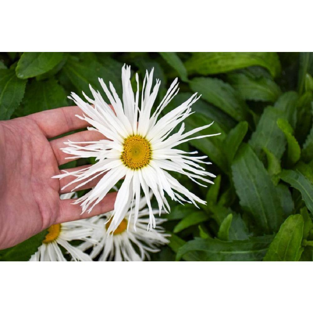 4.5 qt. Amazing Daisies ‘Spun Silk’ (Leucanthemum) Live Plant White Flowers - Hercitys