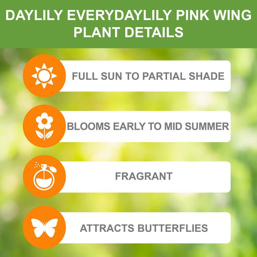 1-Year, EveryDaylily Pink Wing Daylily Flower Bulbs (Bag of 10) - Hercitys