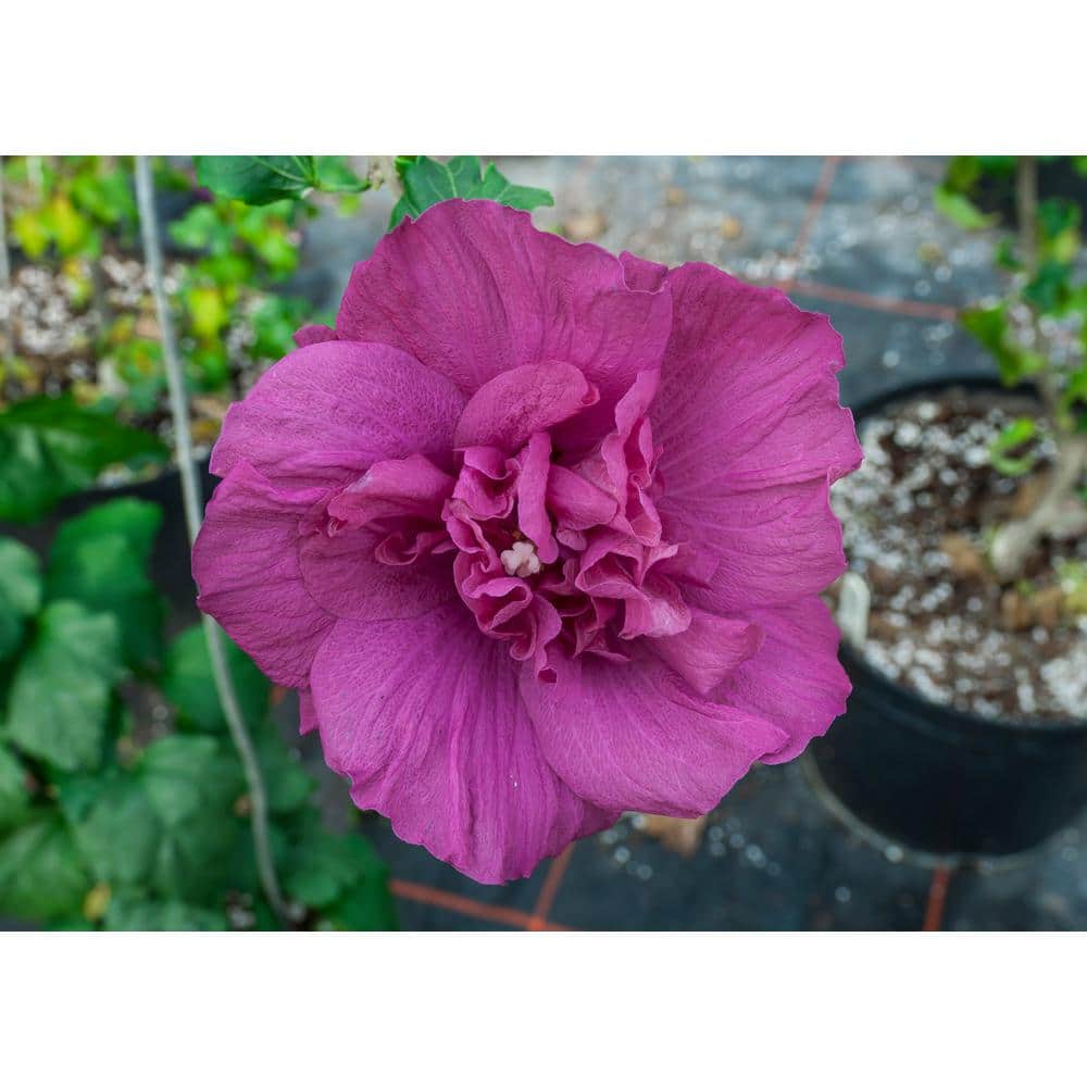 4.5 in. Qt. Magenta Chiffon Rose of Sharon (Hibiscus) Live Plant, Purple Flowers - Hercitys