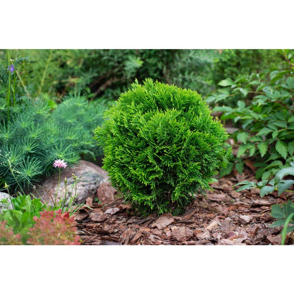 3 Gal. Danica American Arborvitae Thuja Occidentalis ‘Danica’ Live Evergreen Shrub - Hercitys