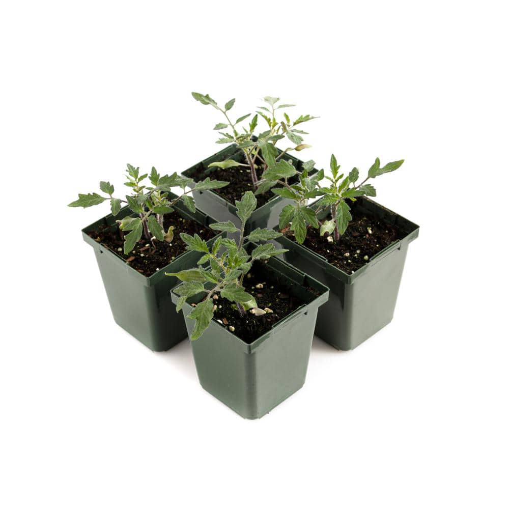 4 in. Big Beef Red Tomato Plant (4-Pack) - Hercitys