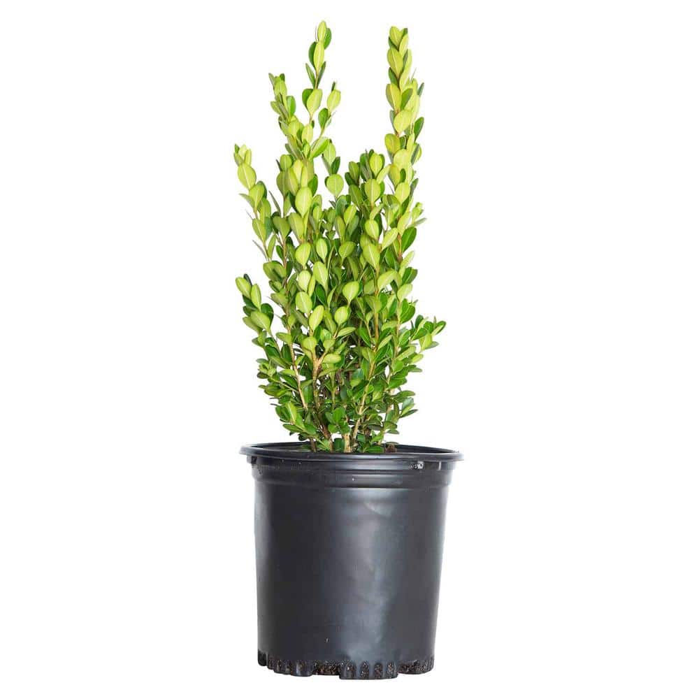 2.5 Qt. Wintergreen Boxwood, Live Shrub Plant, Glossy Dark Green Foliage - Hercitys