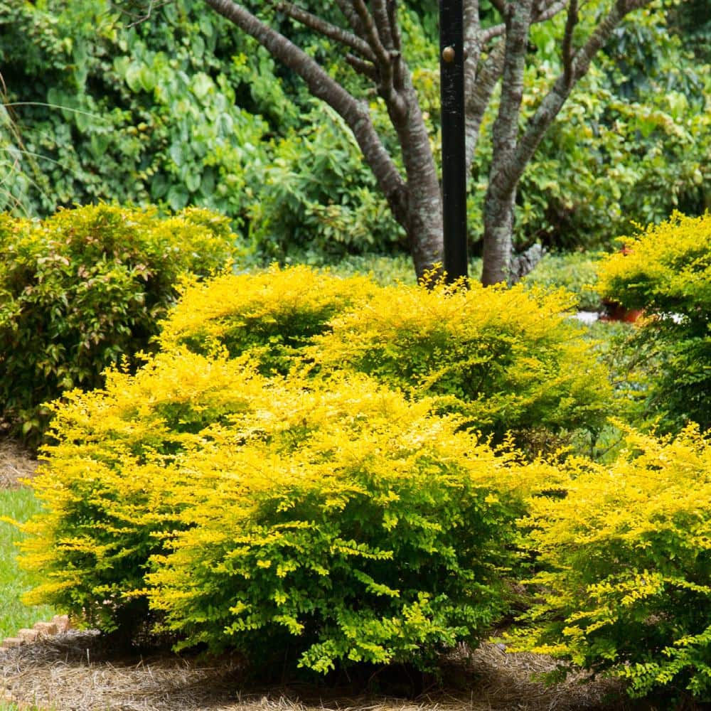 2.5 Qt. Sunshine Ligustrum, Evergreen Shrub, Bright Golden-Yellow Foliage - Hercitys