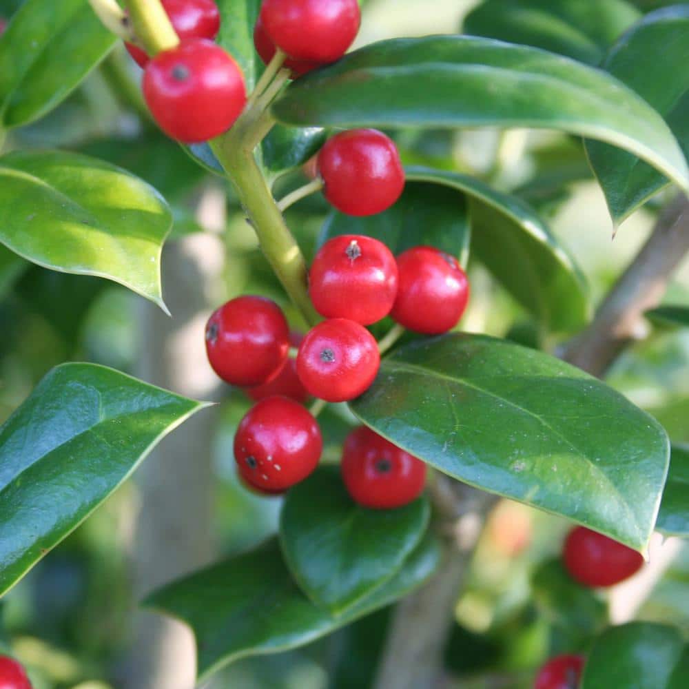 2.25 Gal. Holly Needlepoint Shrub - Hercitys