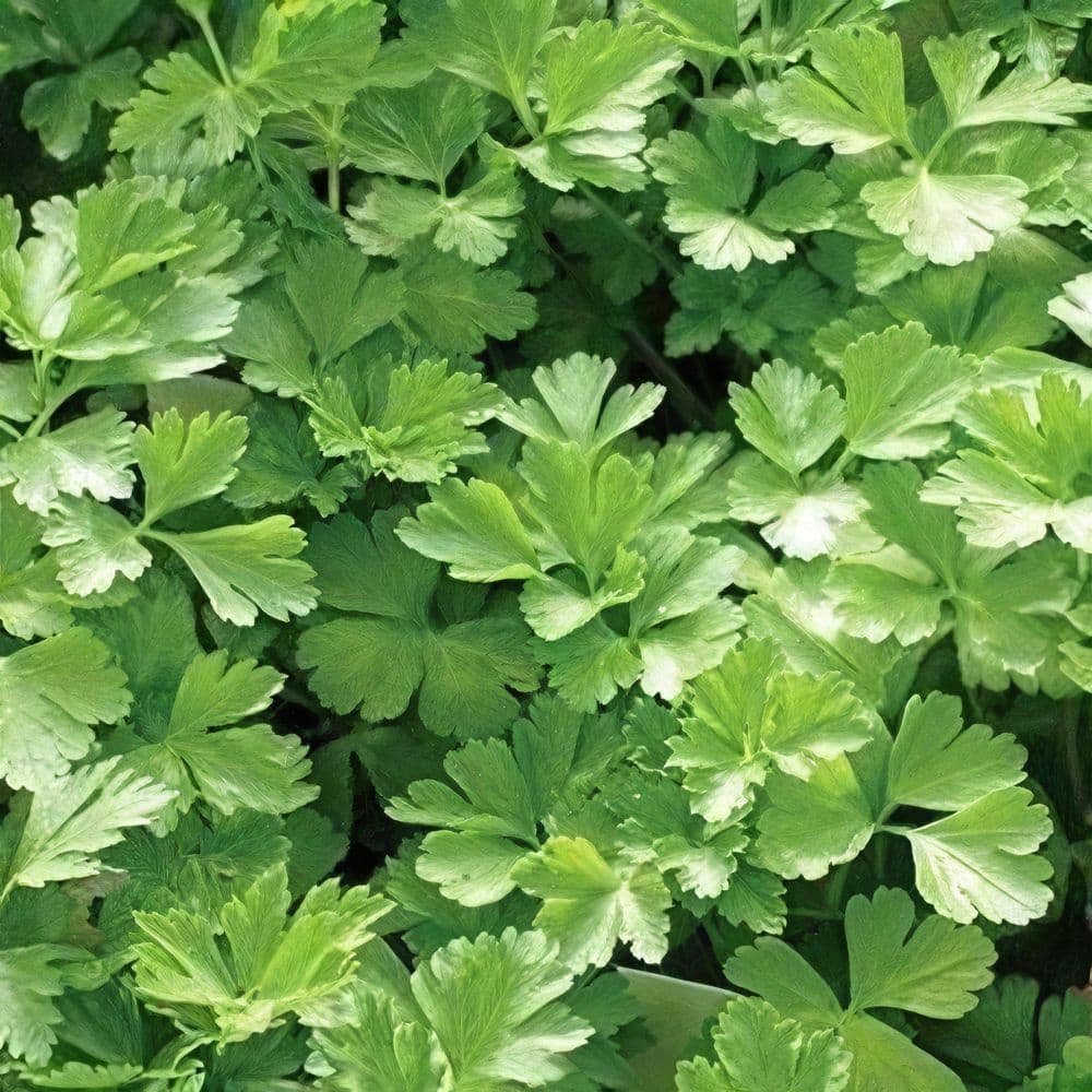 2.5 in. Parsley Italian Plant (3-Pack) - Hercitys