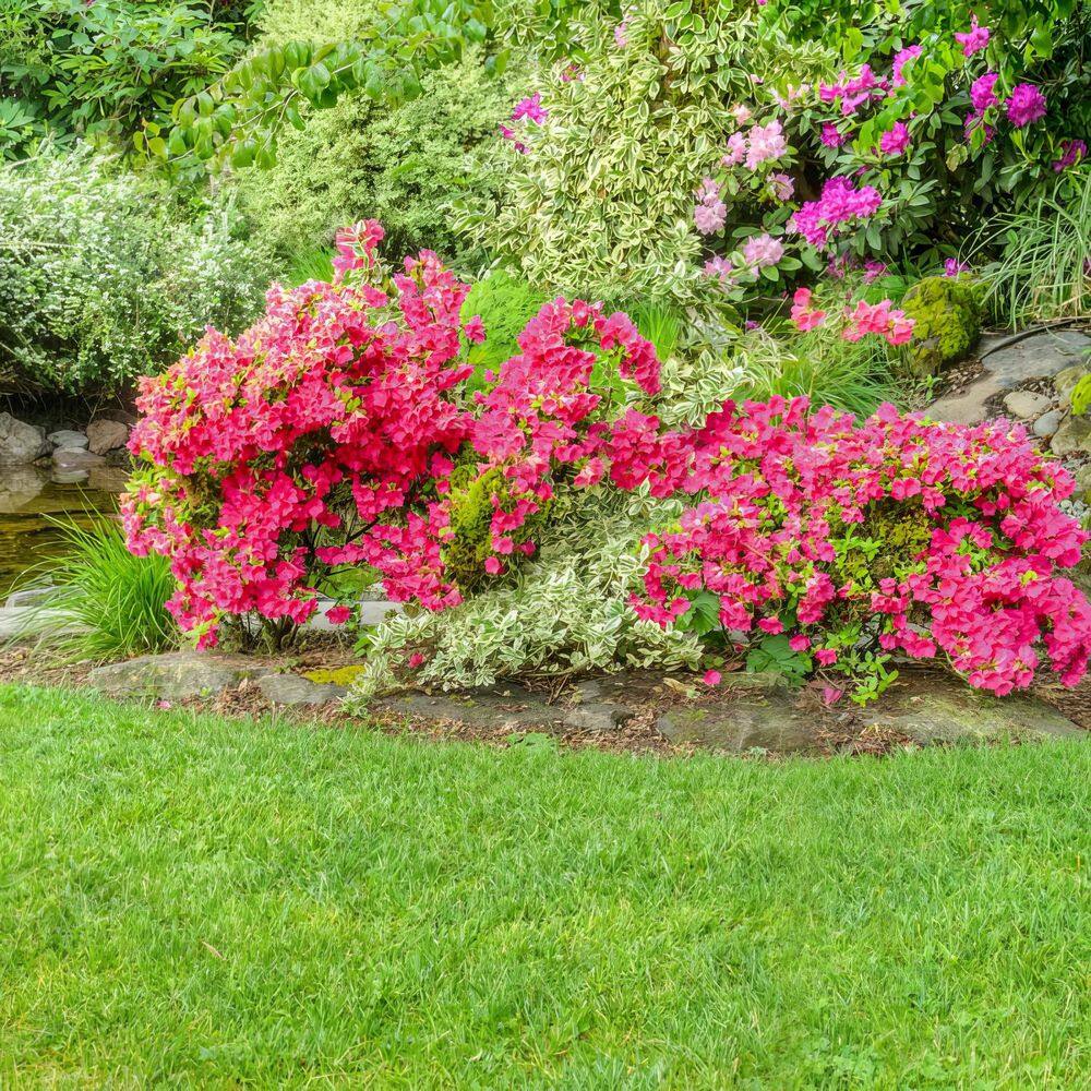 3 gal. Hershey Red Azalea Shrub with Red Flowers - Hercitys