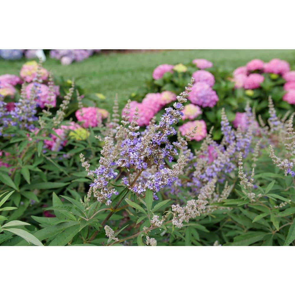 4.5 in. qt. Rock Steady Chastetree (Vitex agnus-Castus) Live Flowering Shrub with Purple Flowers - Hercitys