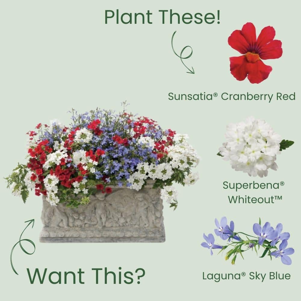 4.25 in. Eco+ Grande Sunsatia Cranberry Red Nemesia (Hybrid) Live Annual Plant with Red Flowers 4-Pack - Hercitys