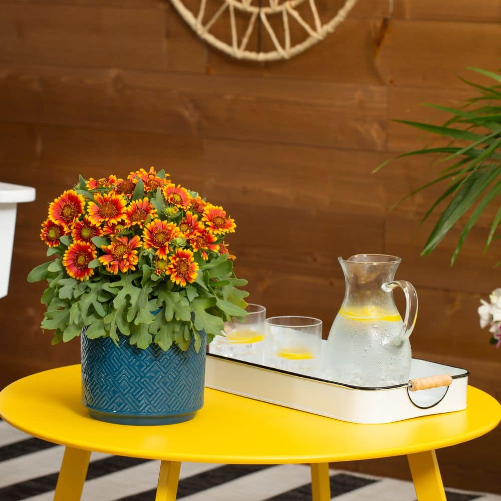 1 Gal. Barbican Yellow Red Ring Gaillardia Blanket Flower Napa Barrel Planter Perennial Plant (1-Pack) - Hercitys