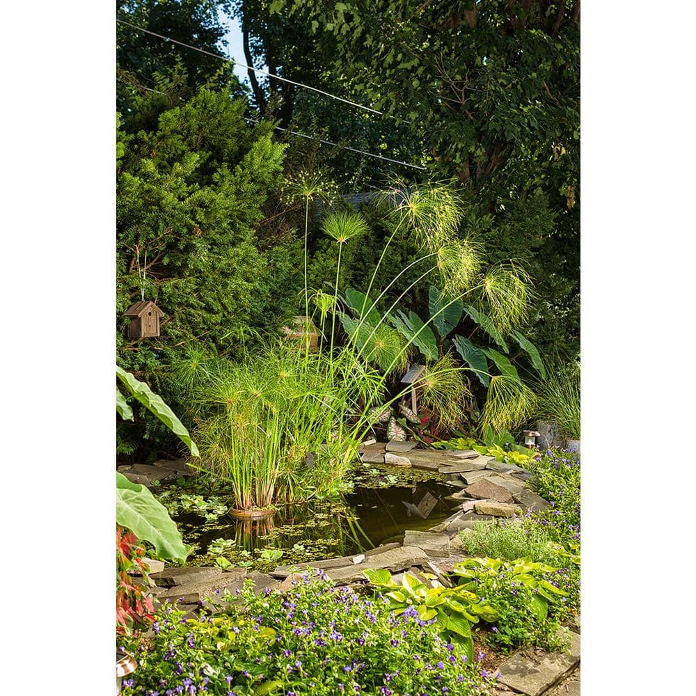 4.5 in. Qt. Graceful Grasses Prince Tut Dwarf Egyptian Papyrus (Cyperus) Live Plant, Bright Green Foliage - Hercitys