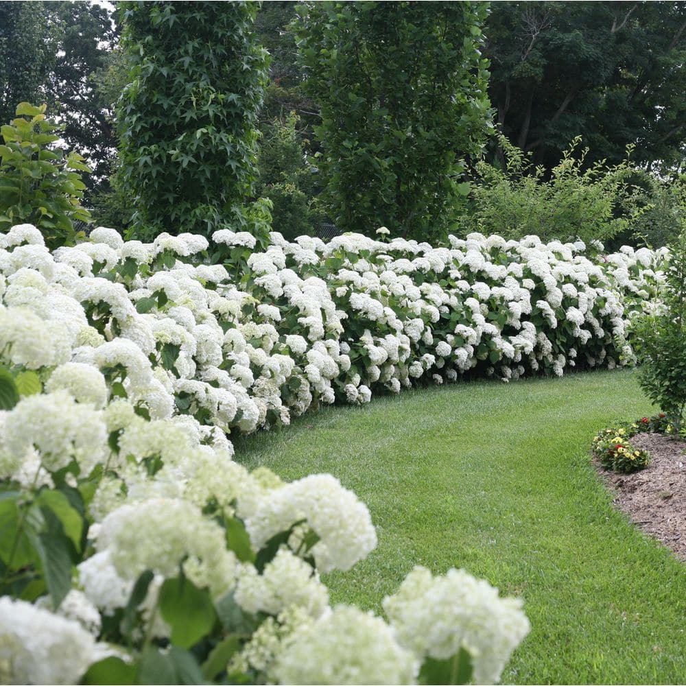 4.5 in. Qt. Incrediball Smooth Hydrangea, Live Shrub, Green to White Flowers - Hercitys