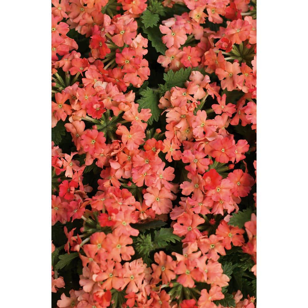 4.25 in. Eco+Grande Superbena Royale Peachy Keen (Verbena) Live Plant, Peach-Orange Flowers (4-Pack) - Hercitys